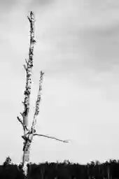 'Abgestorbener Baum' in a higher resolution