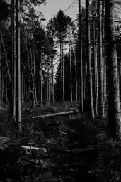 'Schneise mit abgestorbenen Bäumen' in a higher resolution