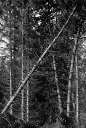 'Abknickende Bäume' in a higher resolution