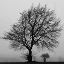 'Großer und kleiner Baum im Nebel' in a higher resolution