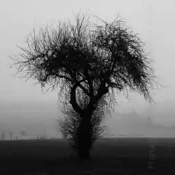 'Verästelter Baum im Nebel' in a higher resolution