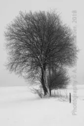 'Baum III in einer Schneelandschaft' in a higher resolution