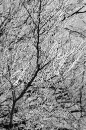 'Stark verästelter Baum im Winter' in a higher resolution